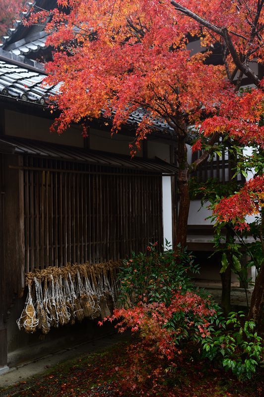 2017京都の紅葉･修学院　赤山禅院_f0032011_19120203.jpg