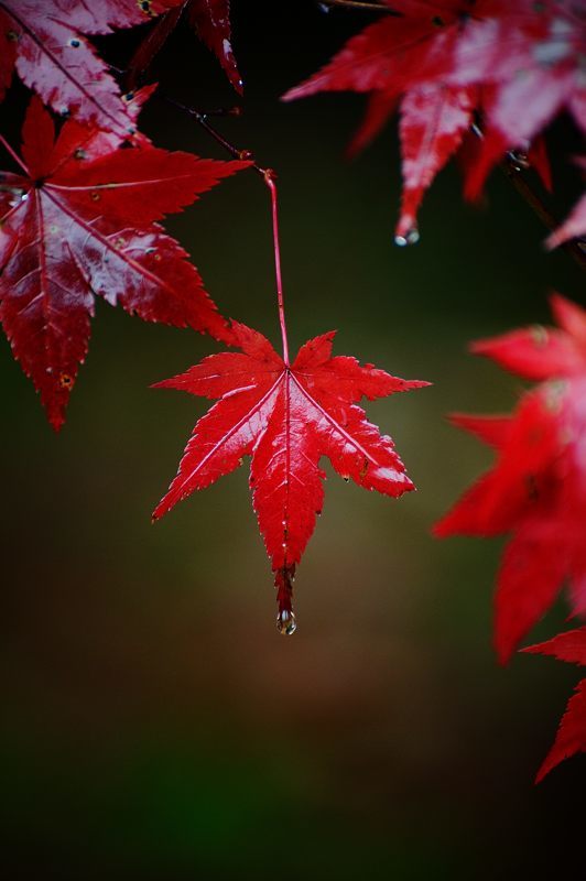 2017京都の紅葉･修学院　赤山禅院_f0032011_19120239.jpg