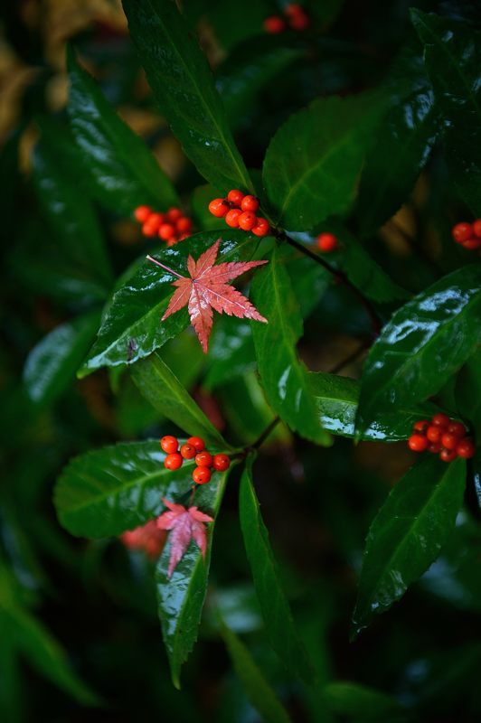 2017京都の紅葉･修学院　赤山禅院_f0032011_19120277.jpg