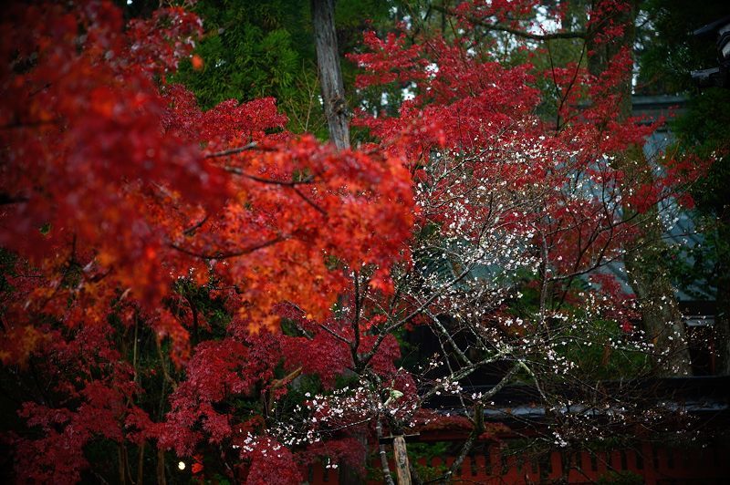2017京都の紅葉･修学院　赤山禅院_f0032011_19120300.jpg