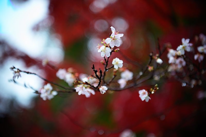 2017京都の紅葉･修学院　赤山禅院_f0032011_19120428.jpg