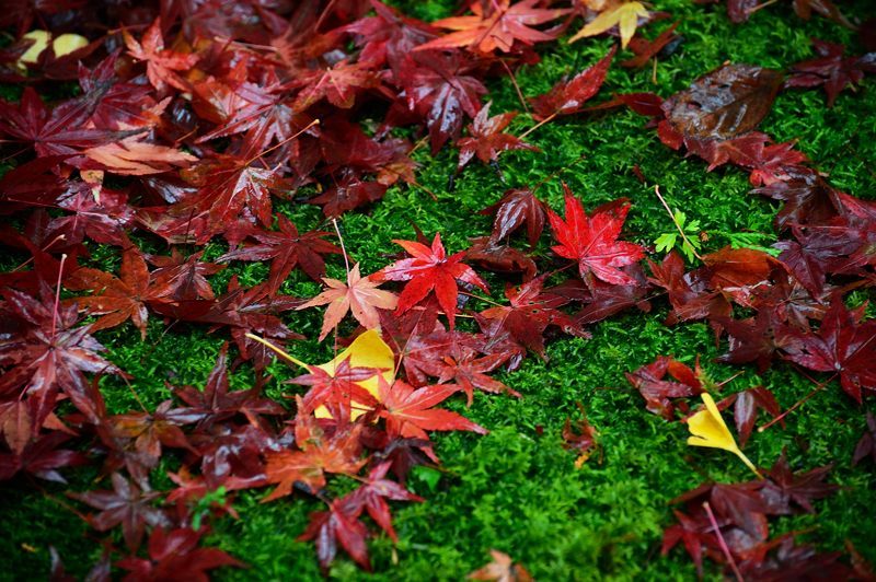 2017京都の紅葉･修学院　赤山禅院_f0032011_19173603.jpg