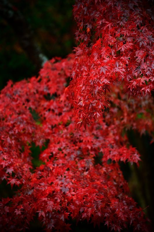2017京都の紅葉･修学院　赤山禅院_f0032011_19173613.jpg