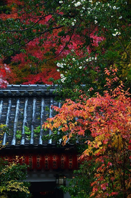 2017京都の紅葉･修学院　赤山禅院_f0032011_19173616.jpg