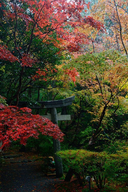 2017京都の紅葉･修学院　赤山禅院_f0032011_19173771.jpg