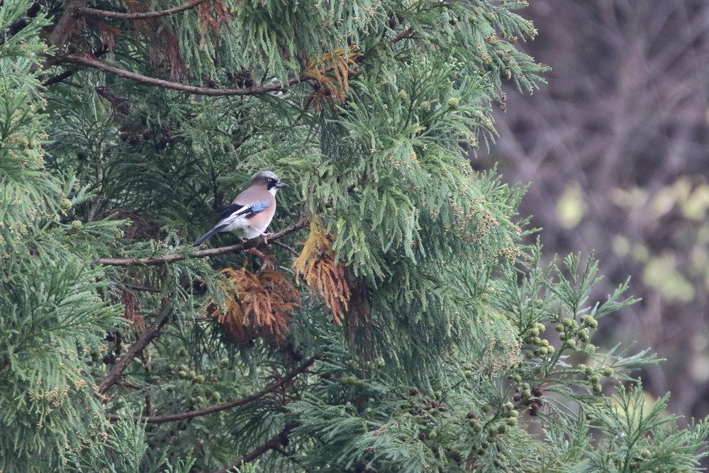 今日の鳥見（2017年11月25日）_f0235311_22065319.jpg