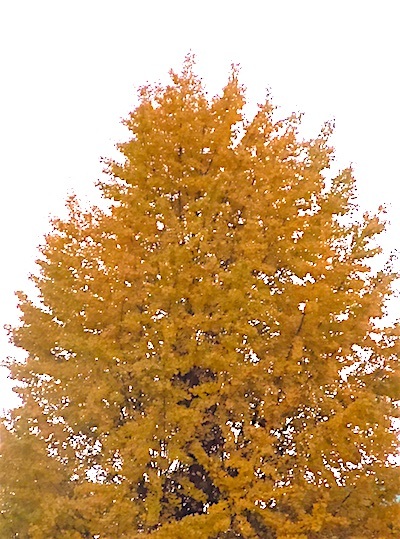 f0036716_13315555.jpg