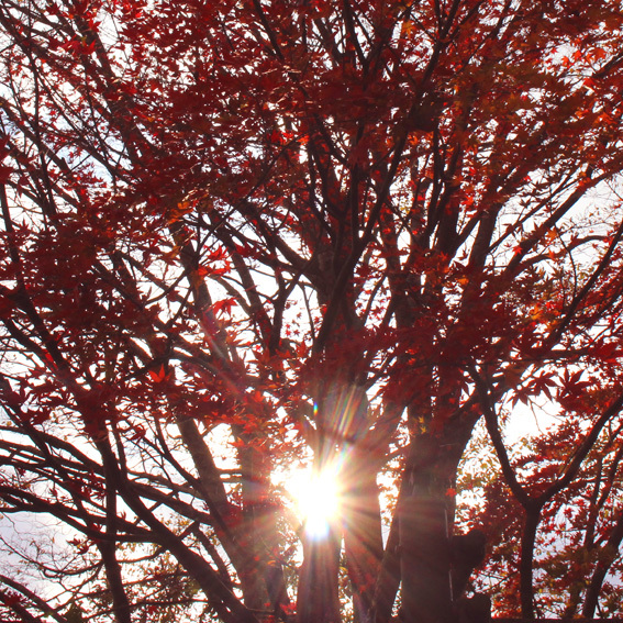 光と水と岩と共鳴。今が見頃な紅葉。by川中不動・天念寺エリア_a0329820_11352637.jpg