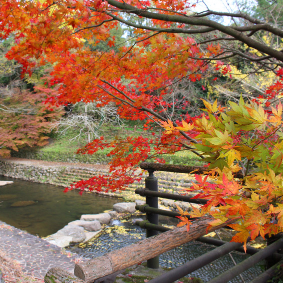 光と水と岩と共鳴。今が見頃な紅葉。by川中不動・天念寺エリア_a0329820_11354458.jpg