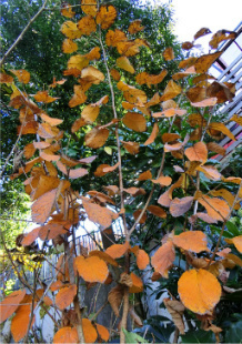 f0354923_20131344.jpg