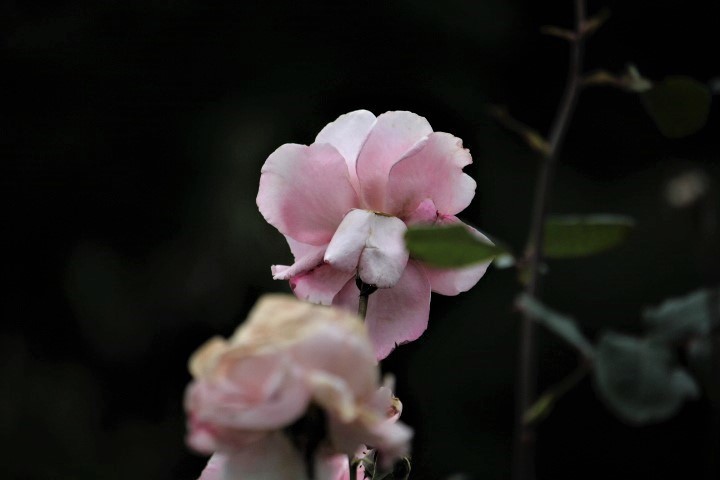 f0354923_20482984.jpg
