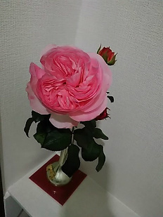 f0354923_20485871.jpg