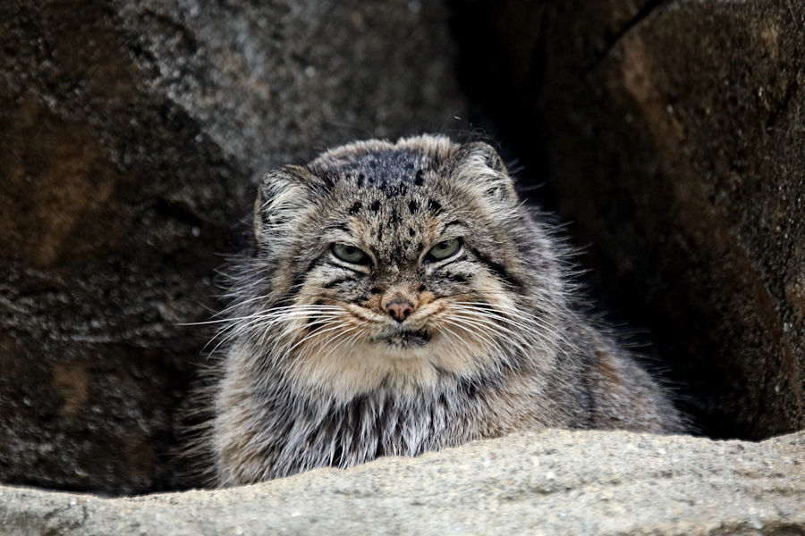 中型ネコ舎のネコ科の動物たち 動物園放浪記