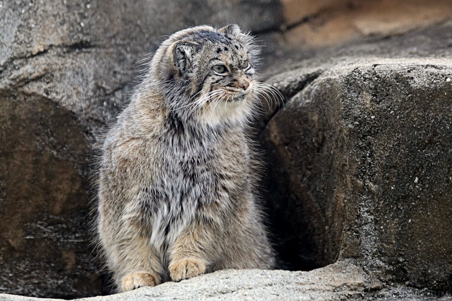 中型ネコ舎のネコ科の動物たち_f0224624_08492346.jpg