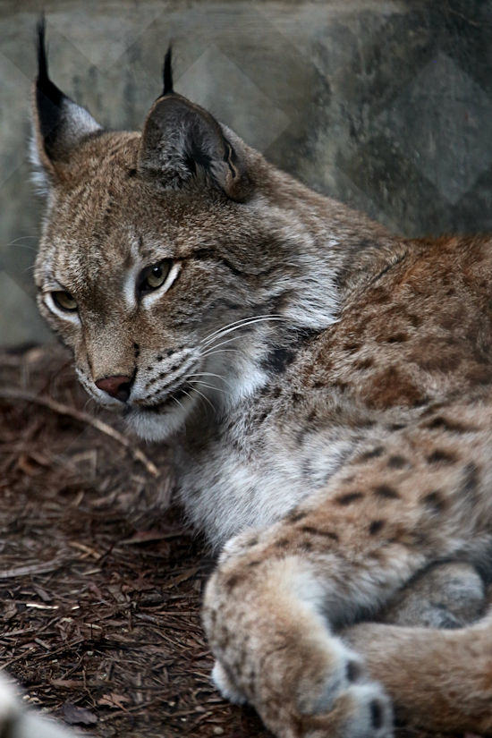 中型ネコ舎のネコ科の動物たち 動物園放浪記