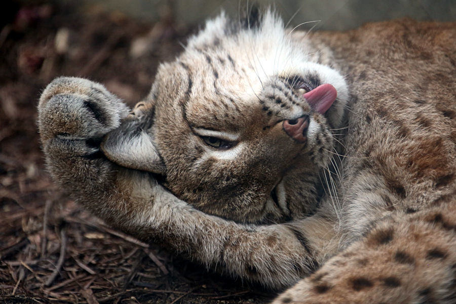 中型ネコ舎のネコ科の動物たち_f0224624_08510295.jpg