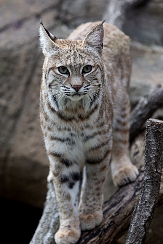中型ネコ舎のネコ科の動物たち 動物園放浪記