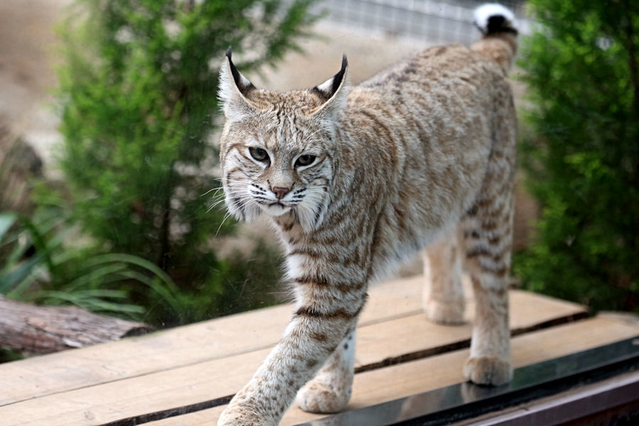 中型ネコ舎のネコ科の動物たち_f0224624_10225145.jpg