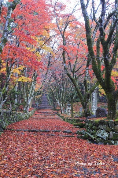 2017　滋賀弾丸紅葉巡りR-鶏足寺_c0201929_17301577.jpg