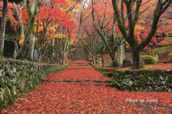 2017　滋賀弾丸紅葉巡りR-鶏足寺_c0201929_17345108.jpg