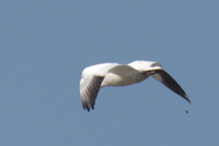 初冬の鳥たち（伊豆沼・蕪栗沼）_b0144049_15292576.jpg