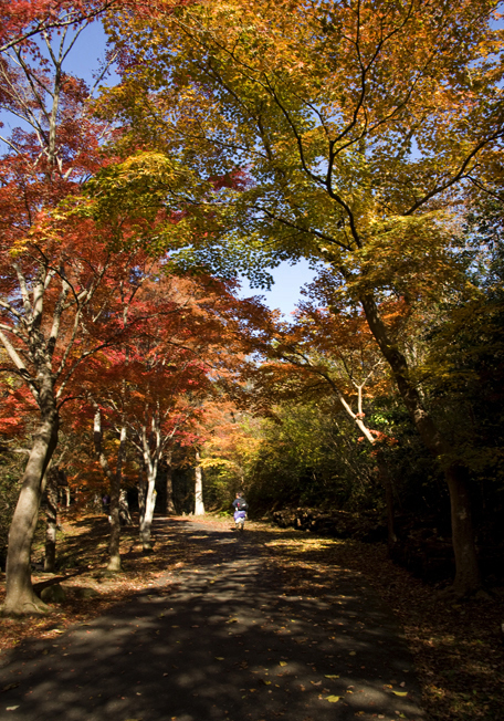 小木津山自然公園の紅葉_f0089349_09400992.jpg