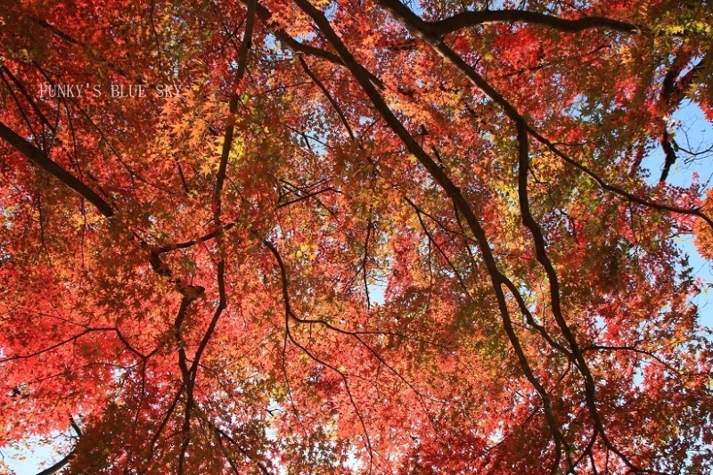 c0145250_20105014.jpg