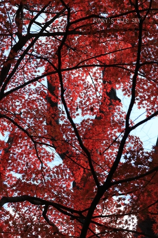 c0145250_20115512.jpg