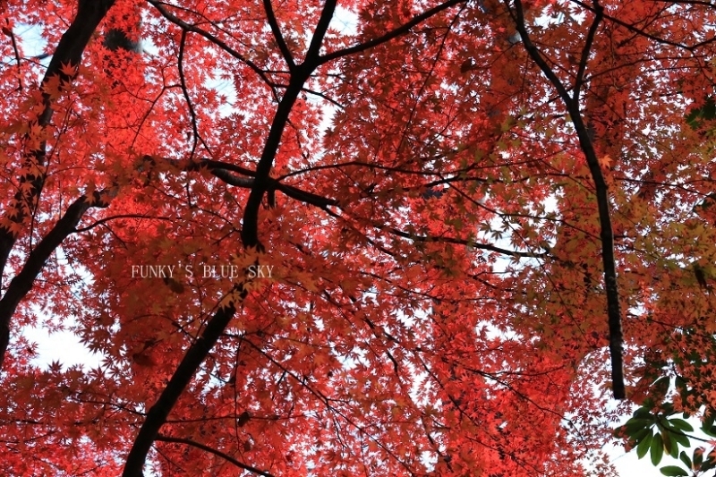 c0145250_20120208.jpg