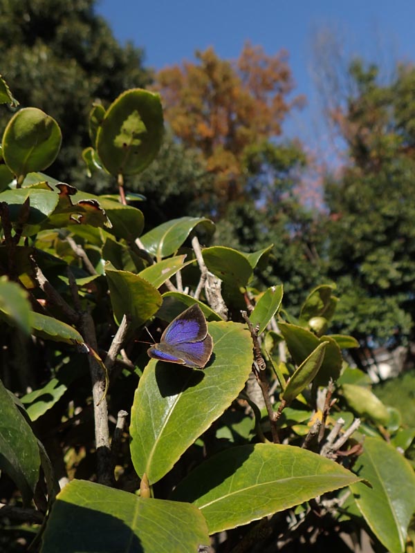 c0045352_18441589.jpg
