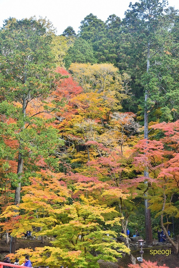 香嵐渓　紅葉（豊田市足助）_c0315259_16371470.jpg