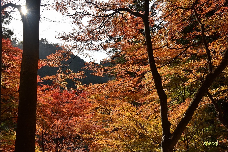 香嵐渓　紅葉（豊田市足助）_c0315259_16375187.jpg