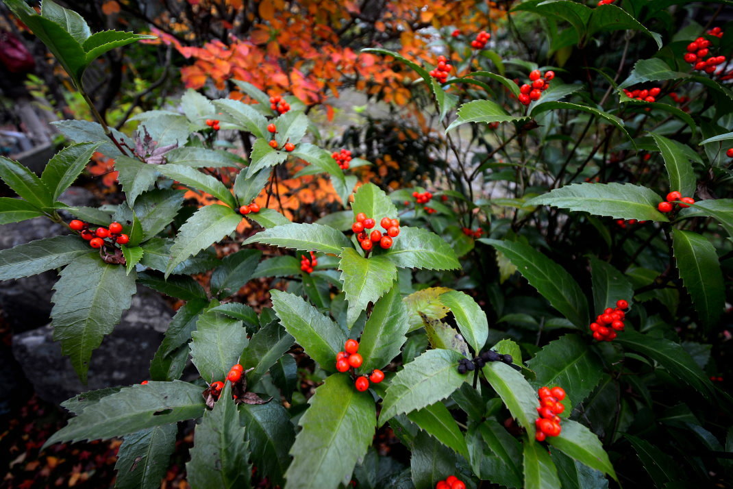 d0090161_12314043.jpg