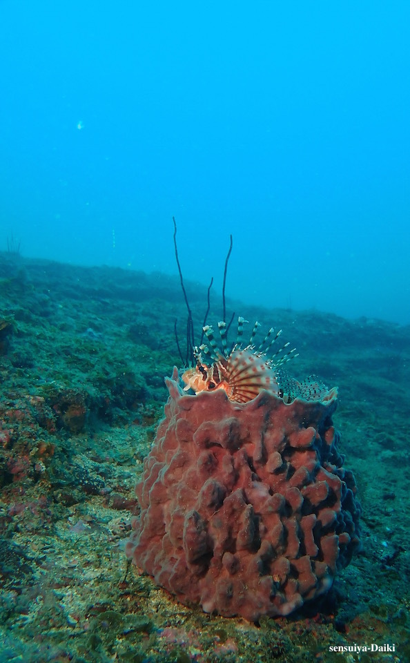e0158261_08072528.jpg