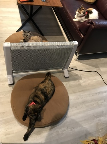 Kitties loves my heater._c0153966_20231198.jpg