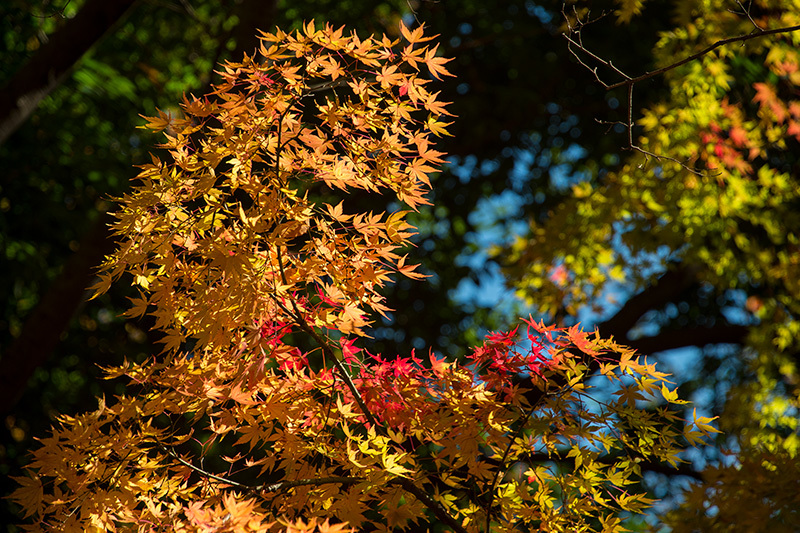 紅葉は森の奥へと広がる_a0261169_00385999.jpg