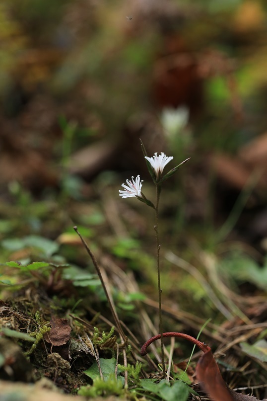 見納め花か_e0304170_18441377.jpg