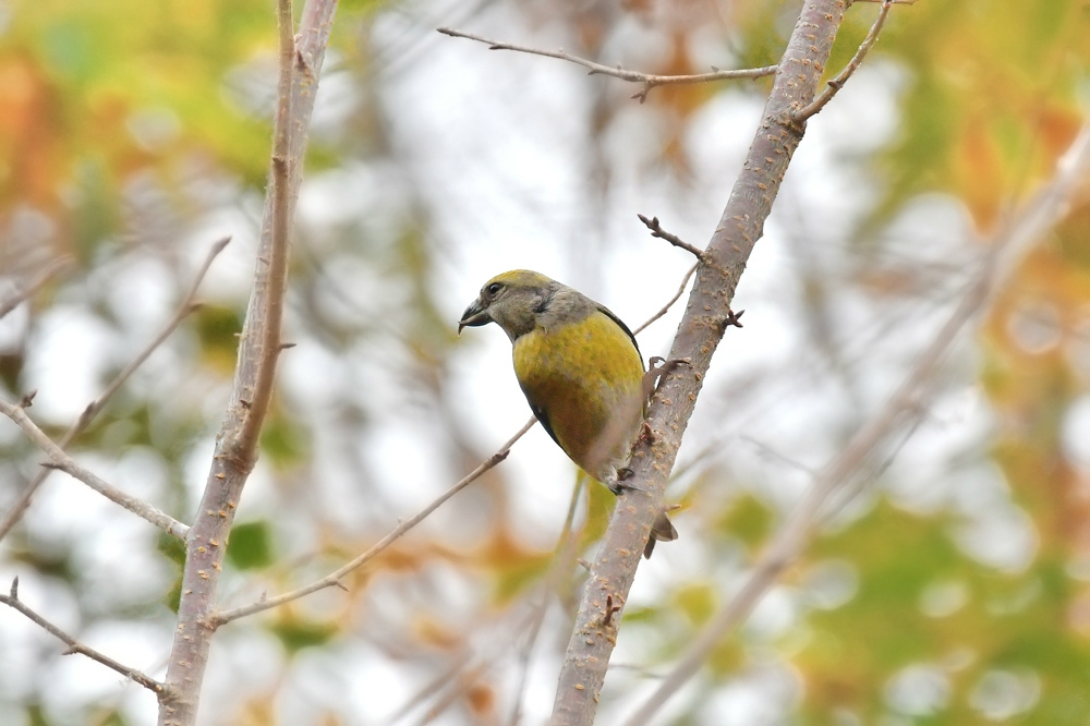 黄色い鳥さん2種 イスカ雌 ミヤマホオジロ_f0053272_23141388.jpg