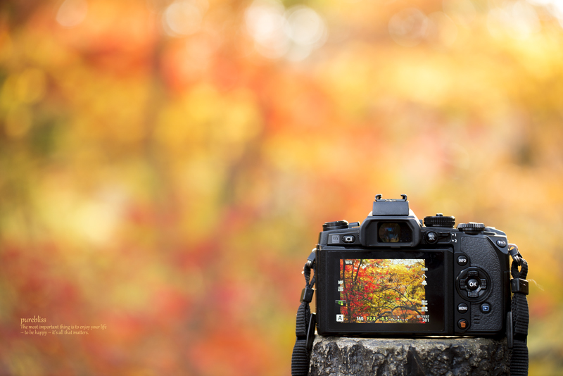 walk in autumn color　　　 　**My Camera　相棒 season2**   　_b0243873_19283322.jpg