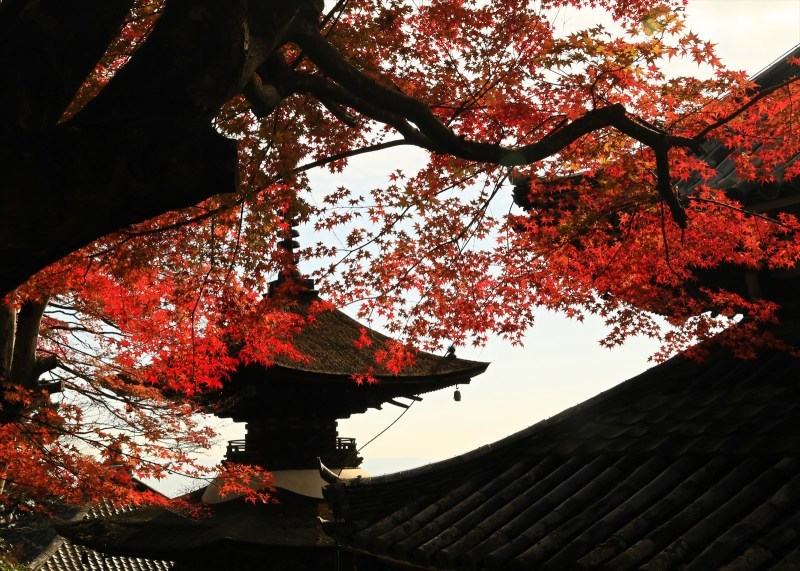 紅葉　善峯寺_a0105680_15592129.jpg