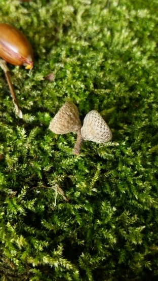 e0181885_18232499.jpg