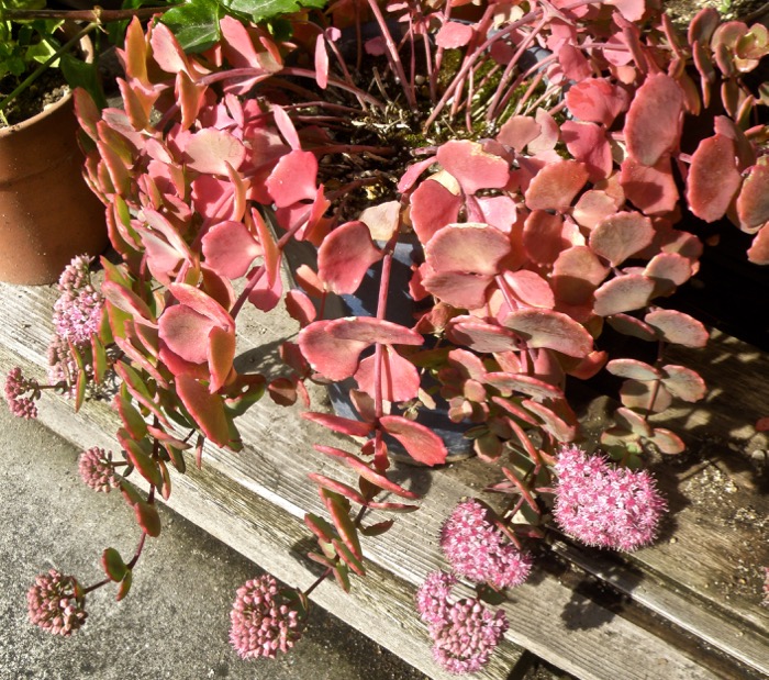 花と葉の紅葉を見せてあげたい ミセバヤ 楽餓鬼 花と葉の紅葉を見せてあげたい ミセバヤ 楽餓鬼