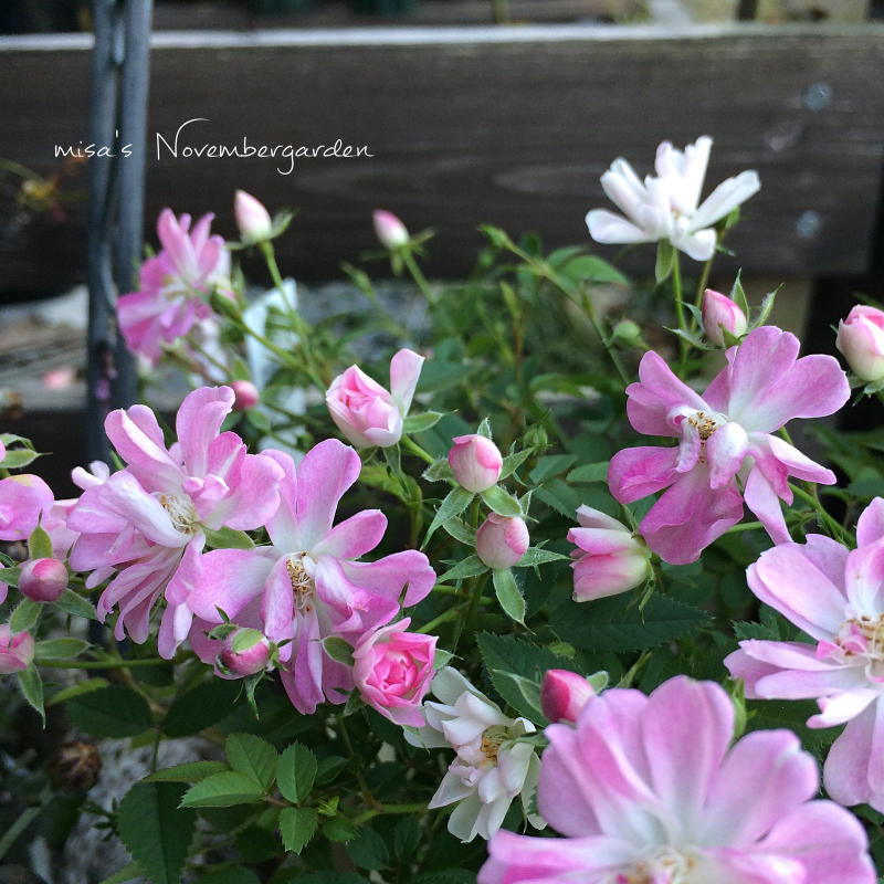 レンゲローズ 八女津姫 の出逢い Misaの庭暮らし Abandon