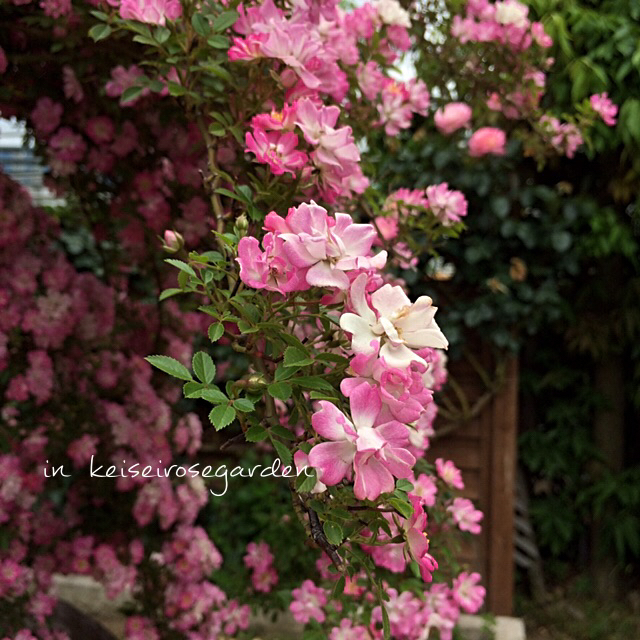 レンゲローズ 八女津姫 の出逢い Misaの庭暮らし Abandon