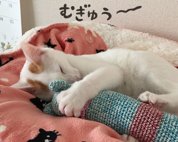 トンボ(元トロロ)の契約へ!&スーさん通信_d0071596_22020764.jpg