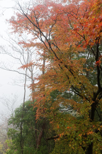 雨の奥千本　～高城山_e0366896_23431042.jpg