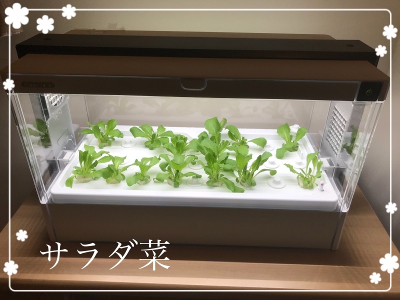 わが家喫茶☕️♪_f0376200_20404675.jpeg