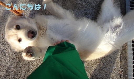 【犬・移動先募集】センター(支所)収容(11/25訪問)_f0242002_18490110.jpg