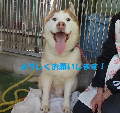 【犬・移動先募集】センター(支所)収容(11/25訪問)_f0242002_18560920.jpg