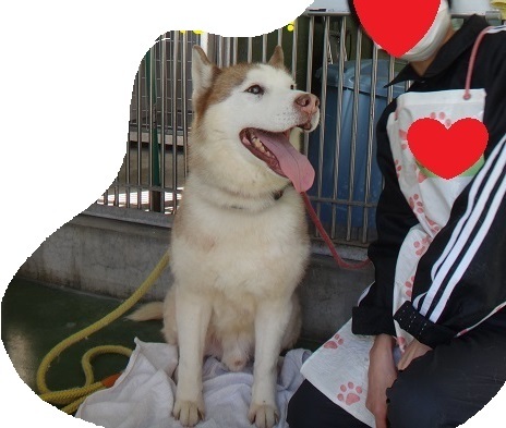 【犬・移動先募集】センター(支所)収容(11/25訪問)_f0242002_18562364.jpg